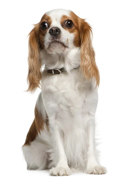Cavalier king Charles spaniel (3 years old) — Stock Photo, Image