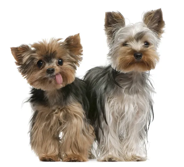 Young and old Yorkshire terriers (6 months and 12 years old) — Stock fotografie