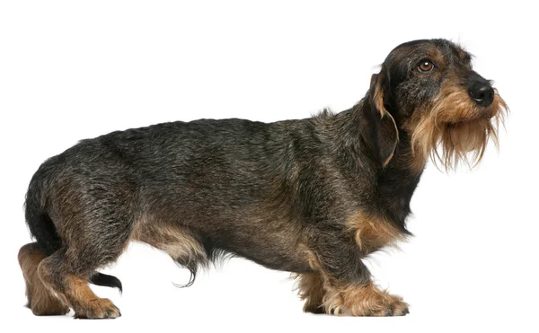 Dachshund, 2 years old, standing in front of white background — Stock Photo, Image