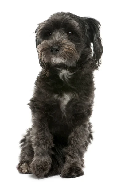 Mixed-breed, 3 years old, sitting in front of white background — Stock Photo, Image