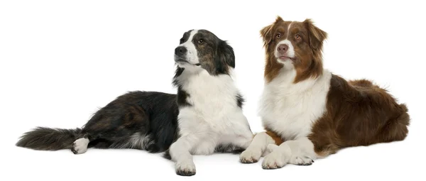 stock image Pair of mixed-breed dogs in front of white background