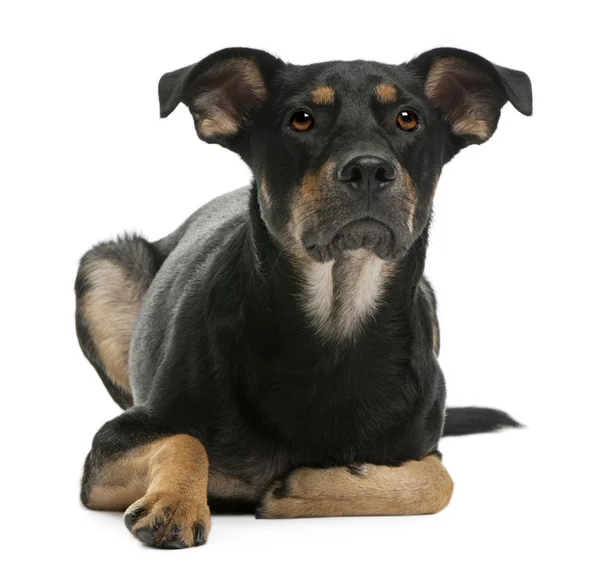 Mixed-breed dog, 12 months old, lying in front of white background — 스톡 사진