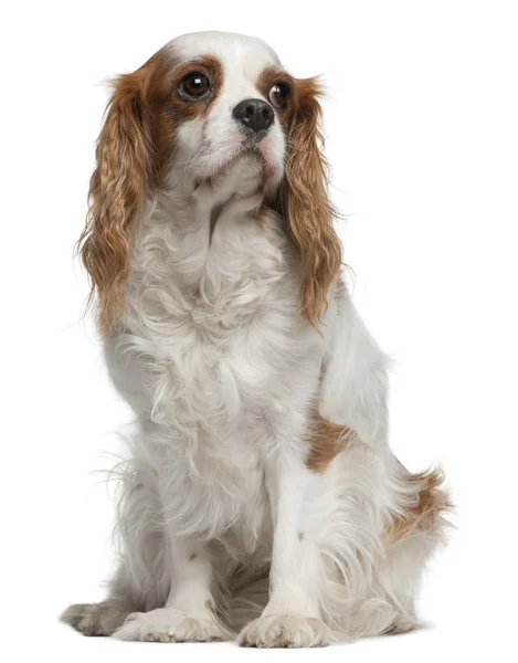 Cavalier king Charles spaniel, 4 years old, sitting in front of white background — 스톡 사진