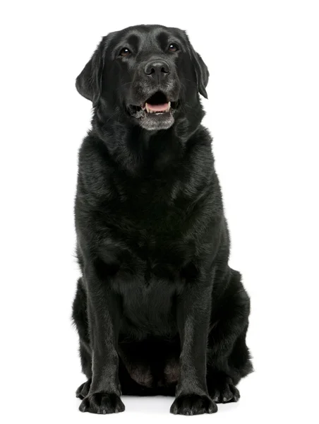 Black Labrador retriever 4 años, sentado frente al fondo blanco — Foto de Stock