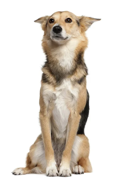 Mixed-breed, 3 years old, sitting in front of white background — Stock Photo, Image