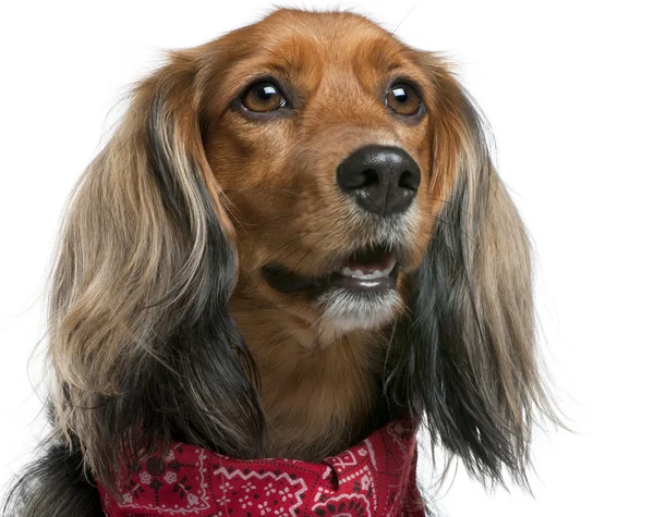Close-up of Mixed-breed, 3 years old, standing in front of white background — Stock Photo, Image