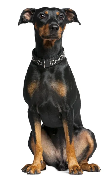 German pinscher, 2 years old, sitting in front of white background — 스톡 사진