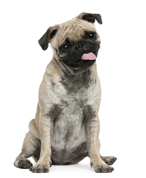 Pug, 19 months old, sitting in front of white background — Stock Photo, Image