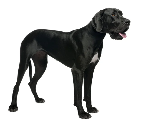 Great Dane, 15 months old, standing in front of white background — Stock Fotó