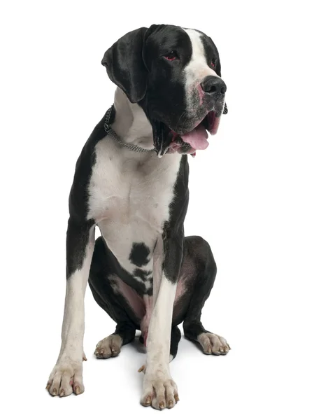 Great Dane, 15 months old, sitting in front of white background — 스톡 사진