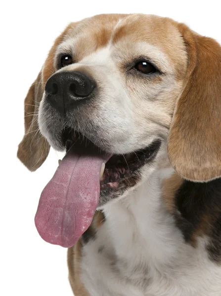 Primer plano de Beagle, 10 años, de pie frente al fondo blanco — Foto de Stock