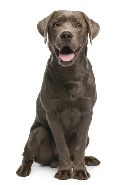 Labrador retriever, 7 months old, sitting in front of white background — Stock Fotó
