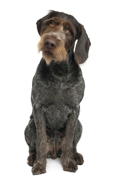 German shorthaired pointer, 6 years old, sitting in front of white background — Stock Photo, Image