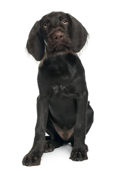 German shorthaired pointer puppy, 3 months old, sitting in front of white background — 스톡 사진
