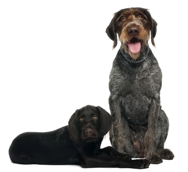 German shorthaired pointer puppy, 3 months old, sitting in front of white background and 6 years old, sitting in front of white background — Stock Fotó