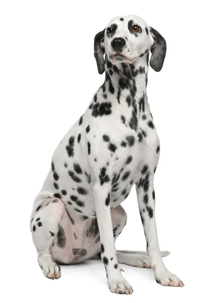 Dalmatian, 2 years old, sitting in front of white background — Stock Photo, Image