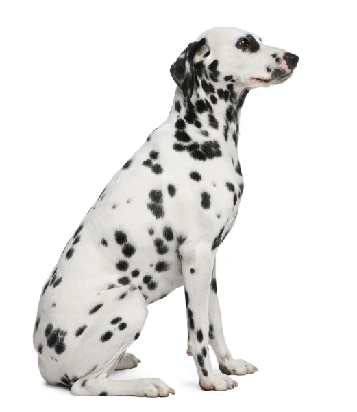 Dalmatian, 2 years old, sitting in front of white background — Stockfoto
