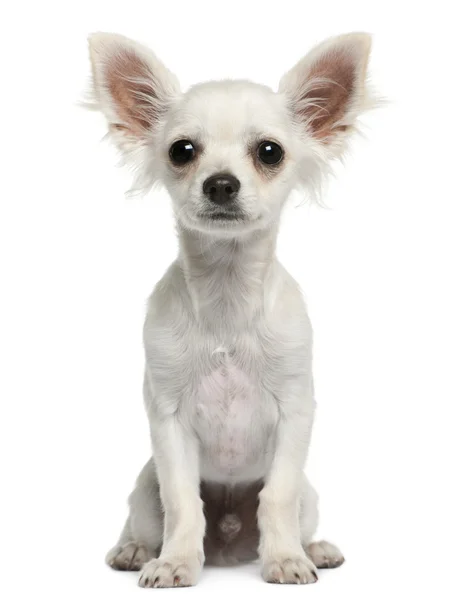 Chihuahua cachorro, 4 meses de edad, sentado delante de fondo blanco — Foto de Stock