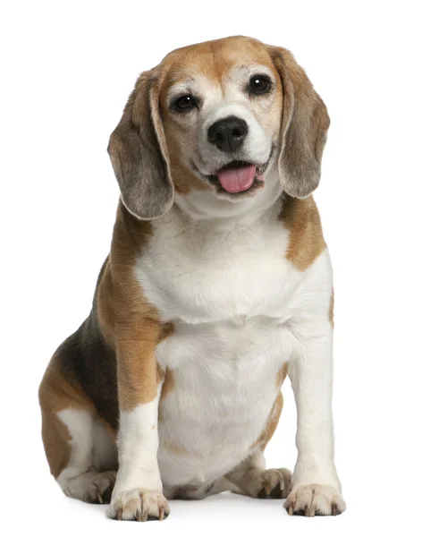 Beagle, 7 let, sedí v přední části bílé pozadí — Stock fotografie