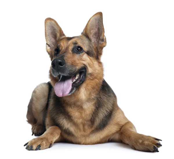 German shepherd dog, 10 years old, lying in front of white background — Stockfoto