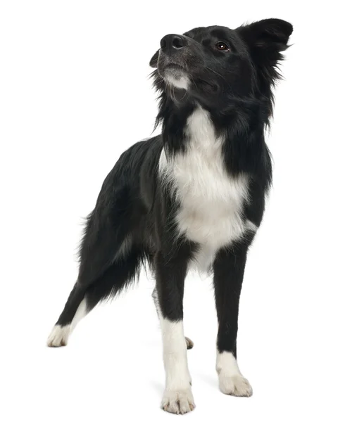 Border collie, 8 months old, standing in front of white background — Stock Photo, Image