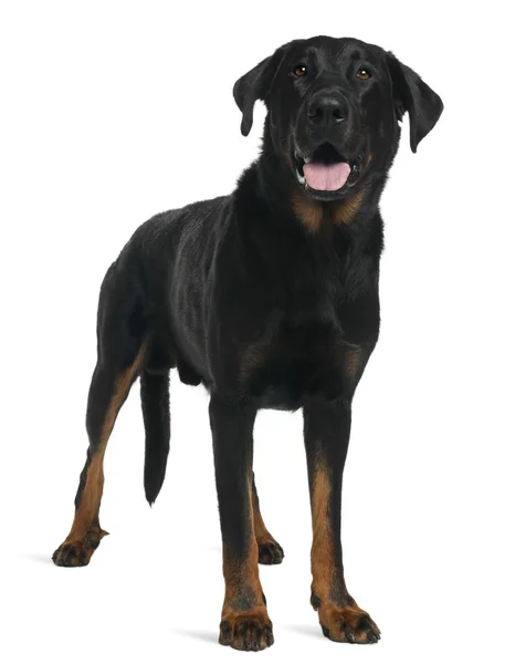 Beauceron, 5 years old, standing in front of white background — стокове фото