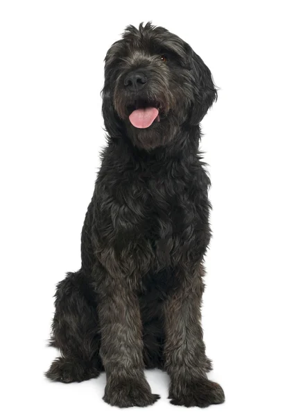Mixed-breed, 6 years old, sitting in front of white background — Stock Photo, Image