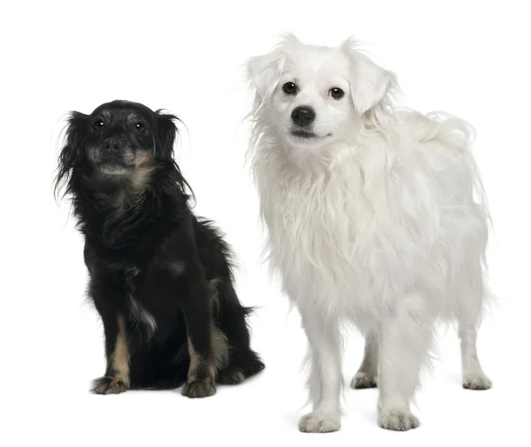 Mixed-breed, 3 and 6 years old, sitting in front of white background — 스톡 사진
