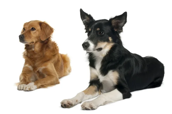 Border collie and a Nova scotia duck-tolling retriever, sitting and lying in front of white background — Stock Photo, Image