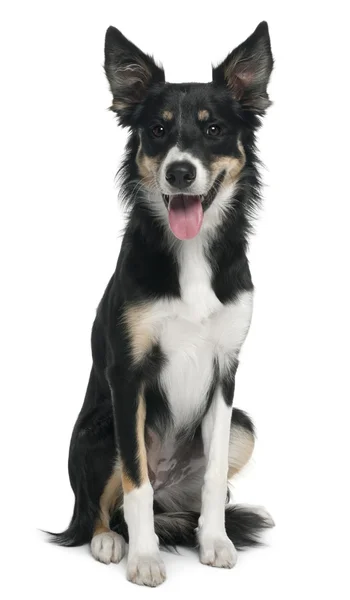 Border collie, 7 months old, sitting in front of white background — Stock Photo, Image