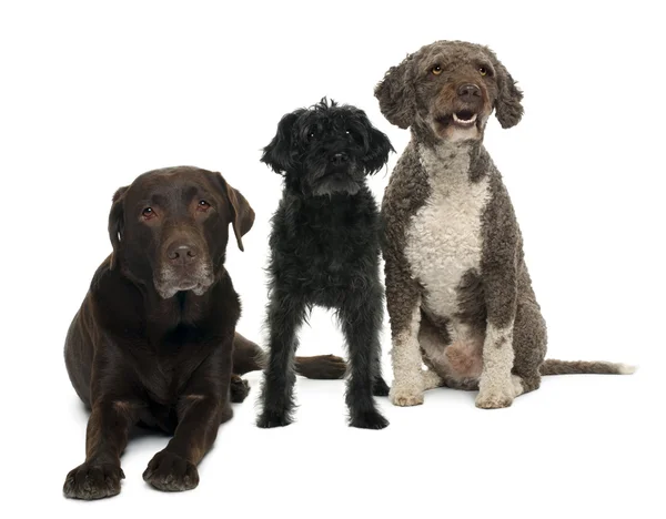 Grupp av hundar framför vit bakgrund — Stockfoto