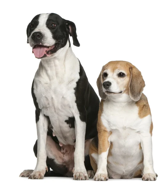 Argentine dogo and a beagle, sitting in front of white background — Stock Photo, Image