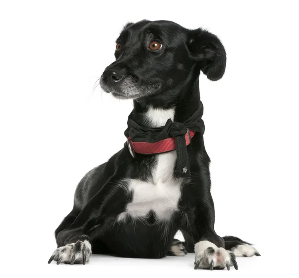 Mixed-breed, 18 months old, lying in front of white background — Stock Fotó