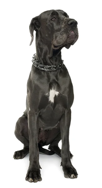 Great Dane, 5 years old, sitting in front of white background — стокове фото