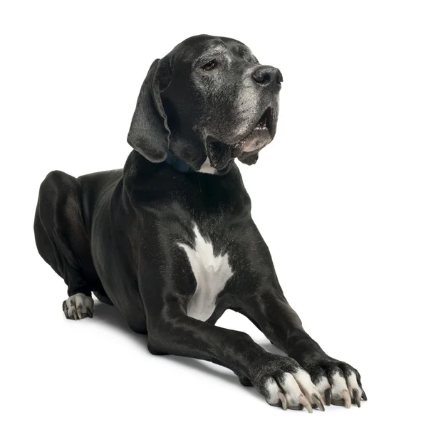 Great Dane, 1 year old, lying in front of white background — стокове фото