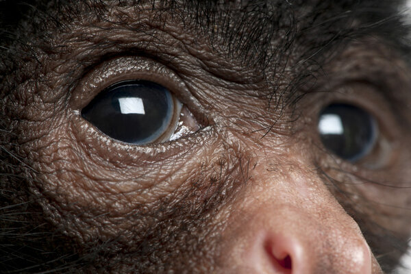 Красная обезьяна-паук, Ateles paniscus, 3 месяца, висит на веревке перед белым фоном
