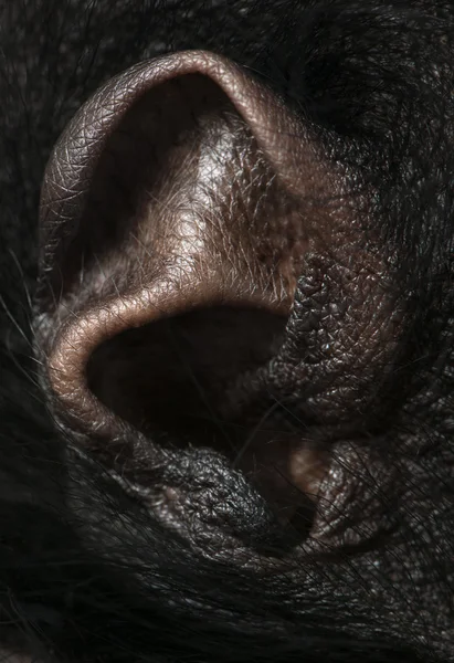 Scimmia ragno dalla faccia rossa, Ateles paniscus, 3 mesi, appesa alla corda davanti allo sfondo bianco — Foto Stock