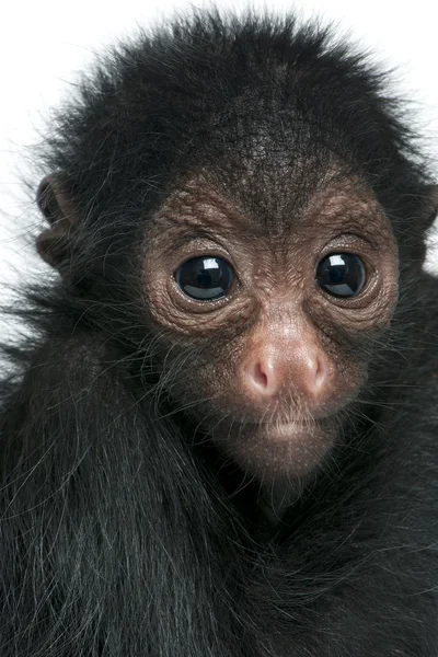 Mono araña de cara roja, Ateles paniscus, de 3 meses de edad, colgado de una cuerda delante de un fondo blanco — Foto de Stock