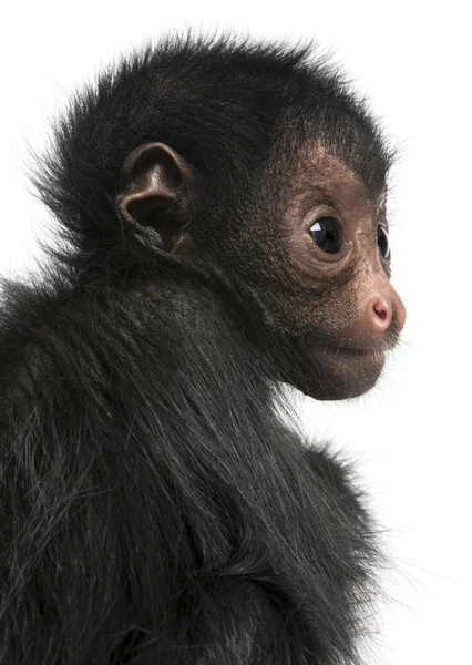 Mono araña de cara roja, Ateles paniscus, de 3 meses de edad, colgado de una cuerda delante de un fondo blanco — Foto de Stock