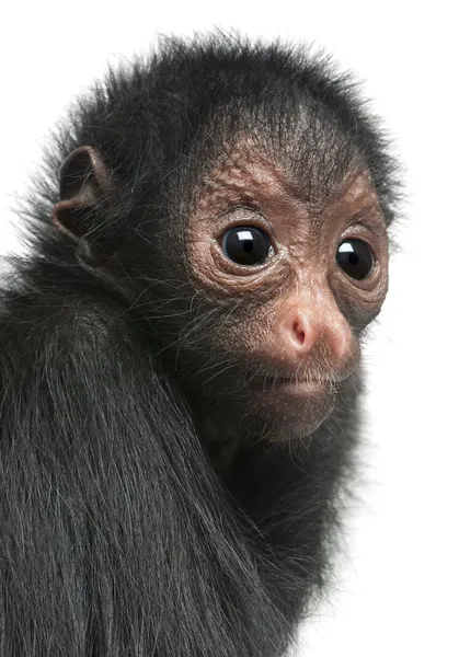Red-faced Spider Monkey, Ateles paniscus, 3 months old, hanging on rope in front of white background — Stock Photo, Image