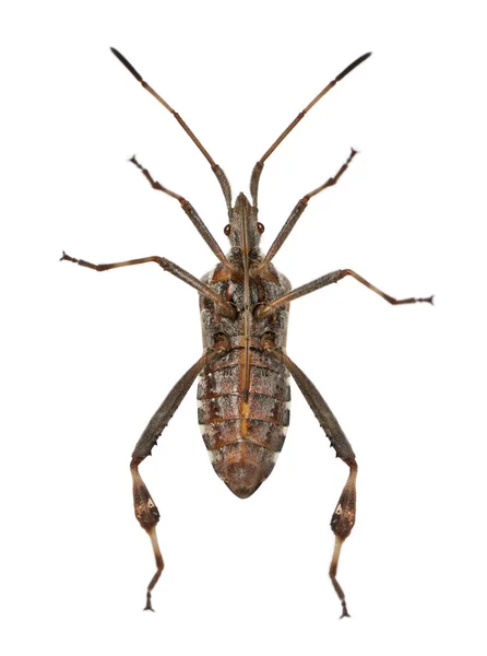 Western conifer seed bug, Leptoglossus occidentalis, in front of white background — Stock Photo, Image