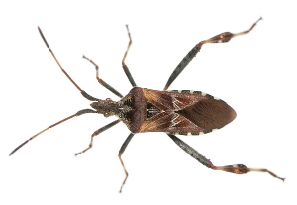 Western conifer seed bug, Leptoglossus occidentalis, in front of white background — Stock Photo, Image