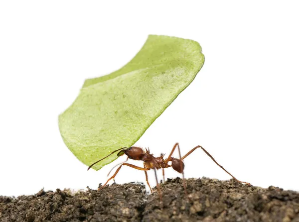 Blattschneider-Ameise, Acromyrmex octospinosus, trägt Blatt vor weißem Hintergrund — Stockfoto