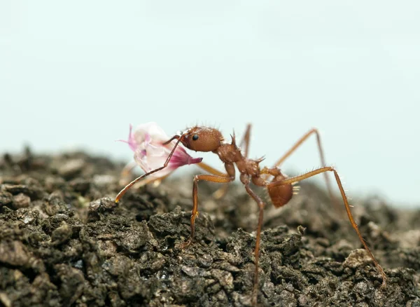 葉カッターの蟻、acromyrmex octospinosus、白い背景の前に葉を運ぶ — ストック写真