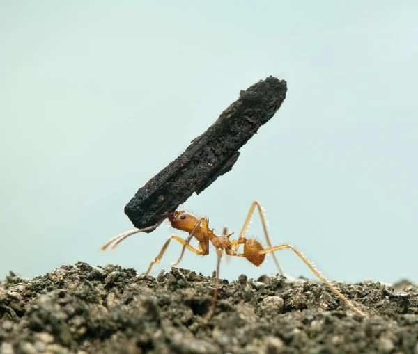 Lehtileikkurin muurahainen, akromyrmex octospinosus, kuoren kantaminen edessä — kuvapankkivalokuva