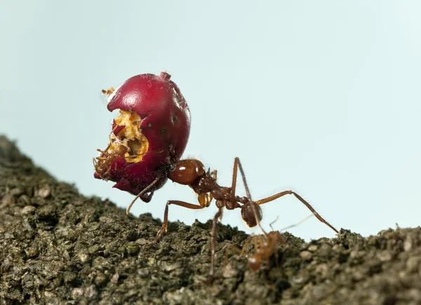 Frez liść mrówka, mrówka grzybiarka, prowadzenie jeść jabłko — Zdjęcie stockowe