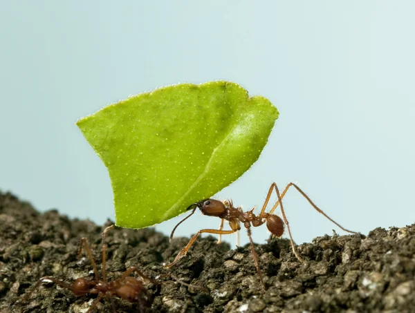 Lehtileikkurin muurahainen, akromyrmex octospinosus, lehtien kantaminen edessä — kuvapankkivalokuva