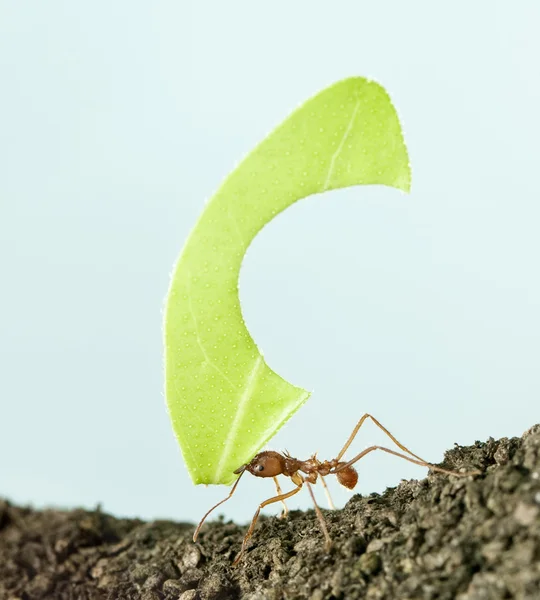 Frez liść mrówka, mrówka grzybiarka, prowadzenie liść z przodu — Zdjęcie stockowe