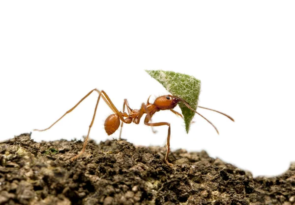 Φύλλο-κόπτης μυρμήγκι, acromyrmex octospinosus, που μεταφέρουν τα φύλλα μπροστά — Φωτογραφία Αρχείου
