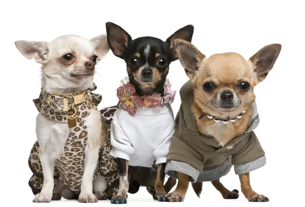 Tre Chihuahua, 2 anni, vestiti eleganti e 1 anno, dresse — Foto Stock